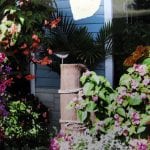 Herring Gull In Flower Garden